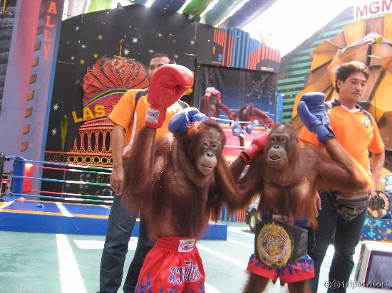 Orangutan show