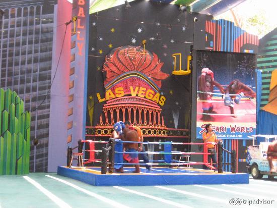 Orangutan show