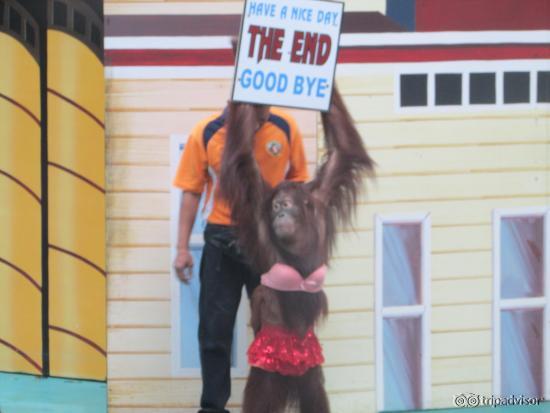 Orangutan show