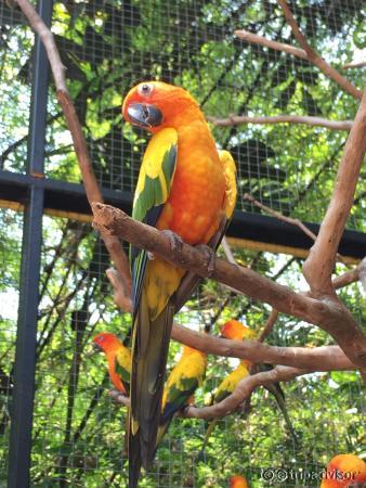 Parrot