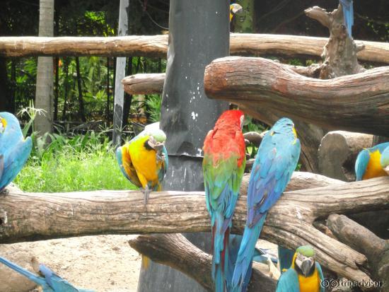 parrots