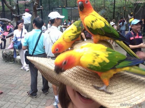 pretty friendly birds