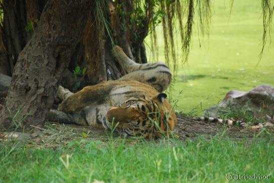 Resting tiger