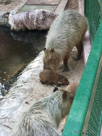 Safari Bangkok