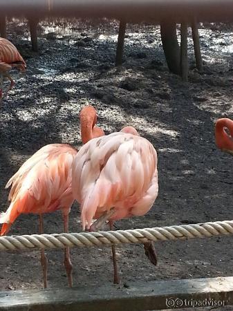 Safari Bangkok