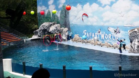 Dolphine show