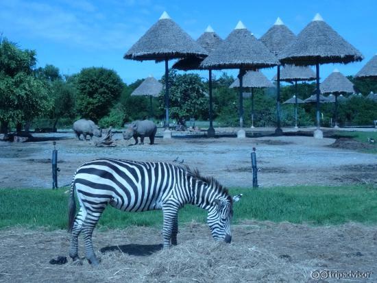 Zebra in Safari
