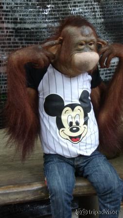 Mischievous monkey