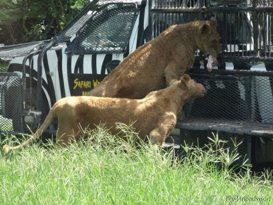 Zookeeper in the cage feeding free roaming lions