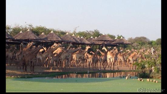 safari world has the largest herd of giraffe in captivity. 
and the long neck friends here look