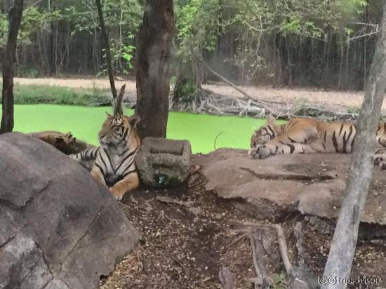 safari world, real tigers, beautiful