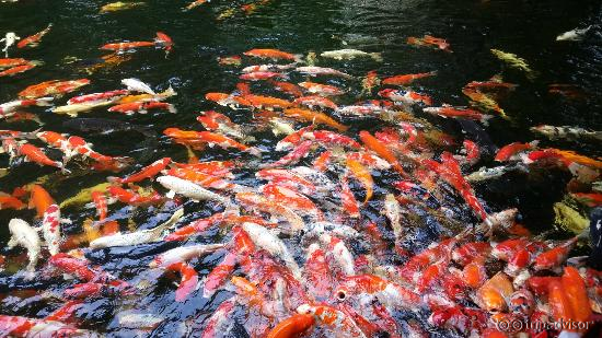 Carp garden
