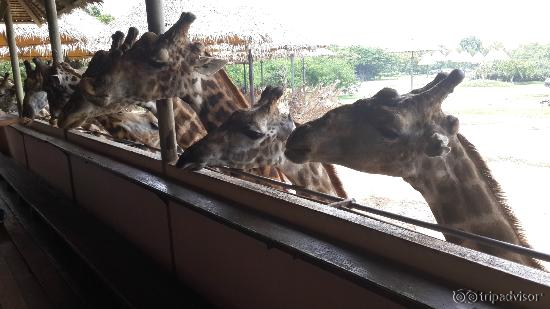 Giraffe feeding station