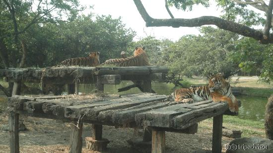Tiger Safari