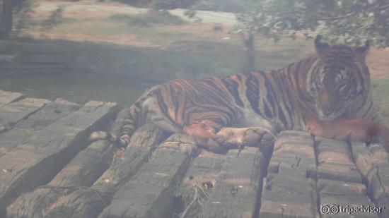 Tiger inn