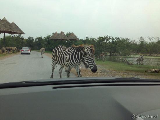safari drive through