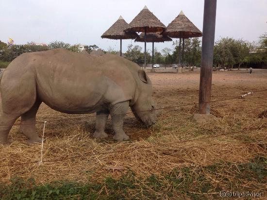 safari drive through