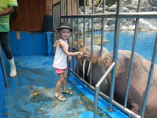 rare opportunity to feed a walrus!