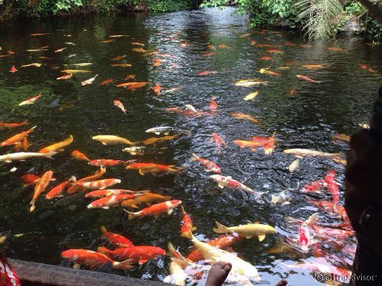 the carp pond