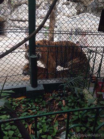 tiger mating
