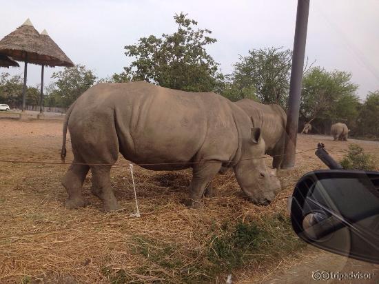 safari drive through