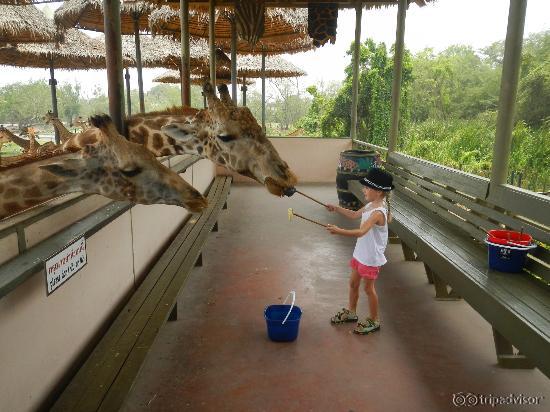 Giraffe feeding - a must - so much fun!