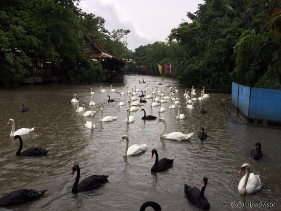 Swan Lake