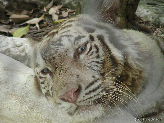 Safari World Marine Park- White Tiger