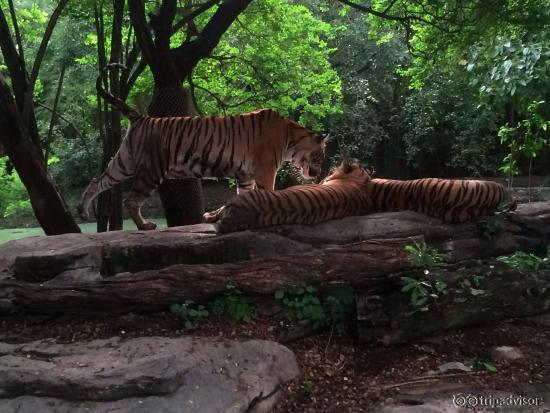 Open Tiger