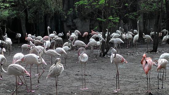Safari World