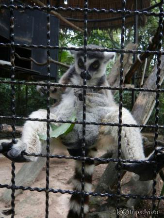 Safari World