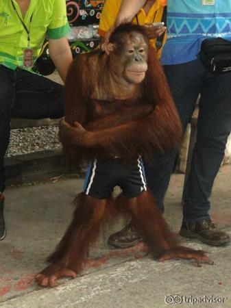 Orang Otang