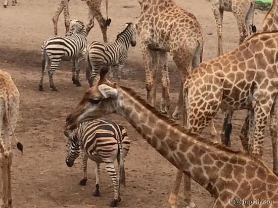 safari world