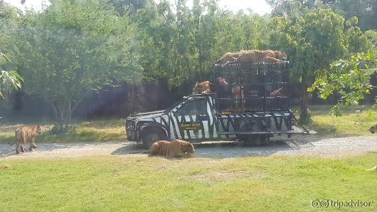 Safari World
