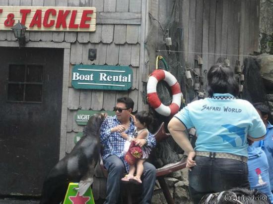 Sea Lion Show