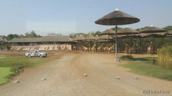 Safari World