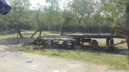 Safari World