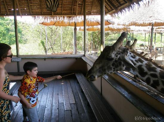 Feeding the giraffes