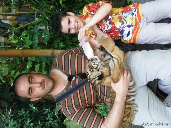 Feeding the baby tiger