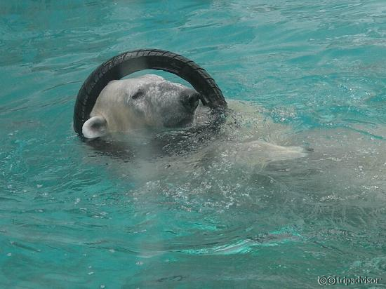 Safari World Marine Park- Sea Lion Show