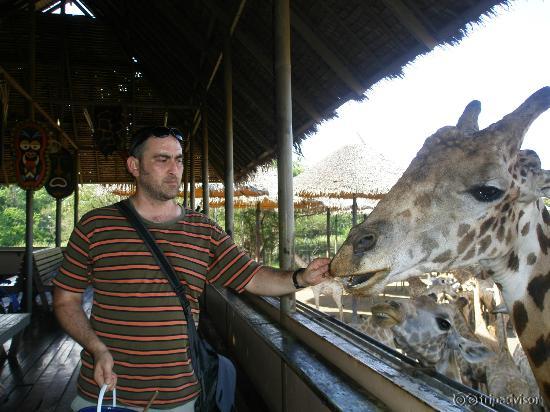 Feeding the giraffes