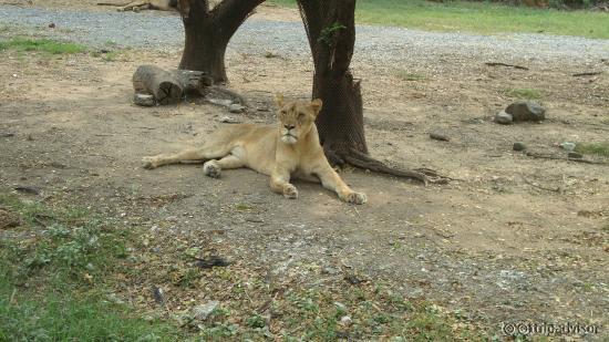 glimpse of safari ... which i did not enjoy