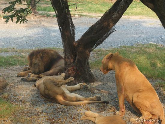 open zoo