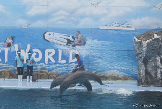 dolphin show