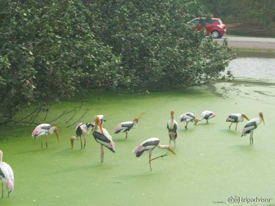 open zoo