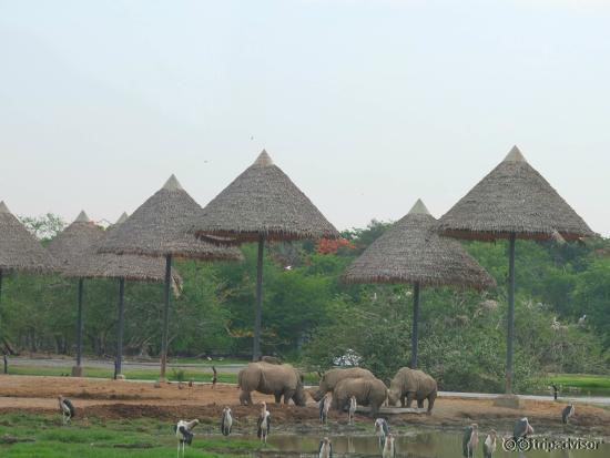 open zoo