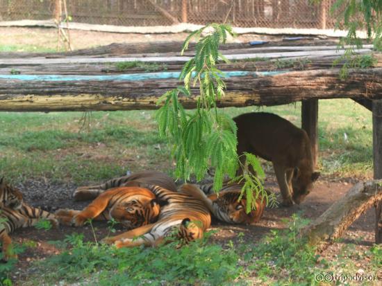 open zoo