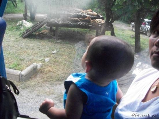 6 month old on safari coach ride