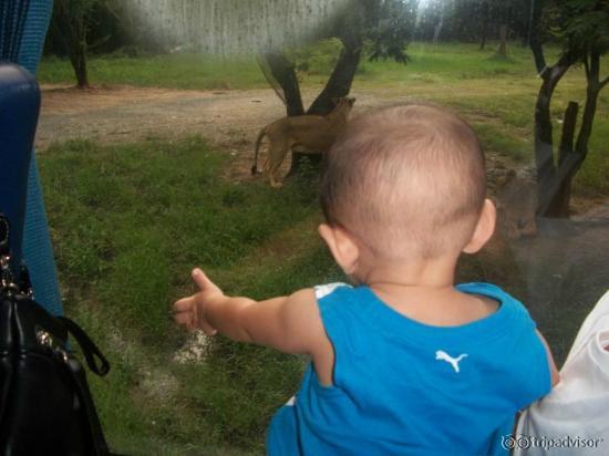 6 month old enjoying safari coach ride