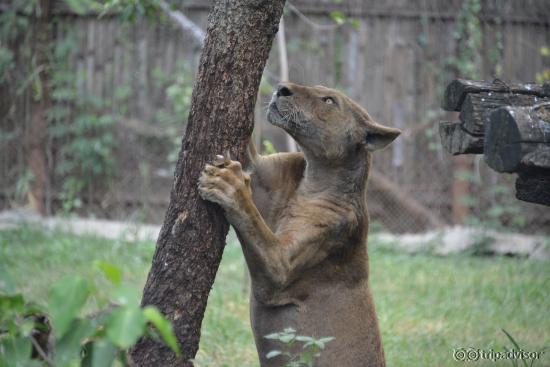 The lioness
